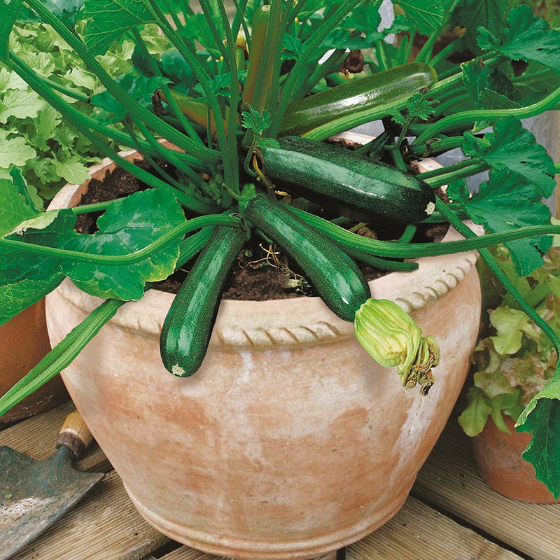 Zucchini " Midnight " Exotic 10 Vegetable Seeds