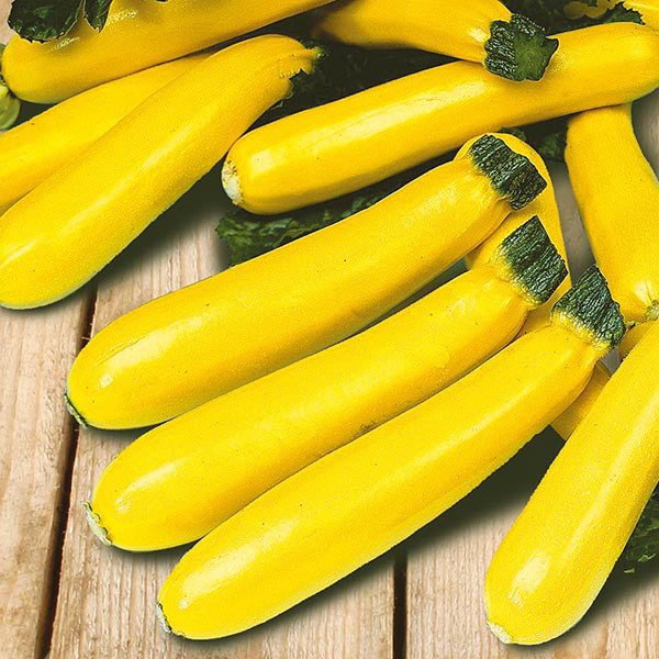 Zucchini " Soleil " Exotic 10 Vegetable Seeds