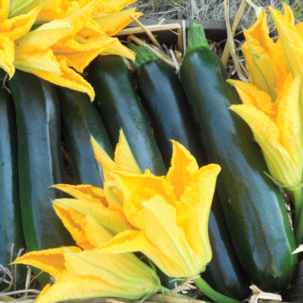 Zucchini " Best of British " Exotic 10 Vegetable Seeds
