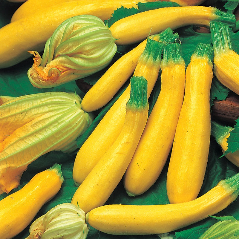 Zucchini " Goldena " Exotic 10 Vegetable Seeds