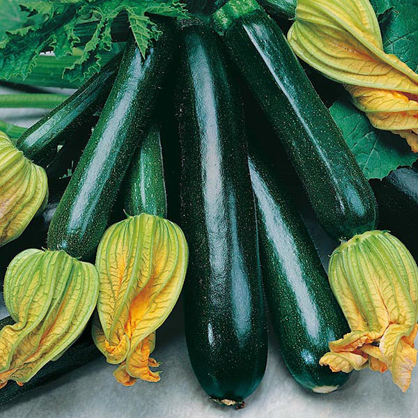 Zucchini " Black Beauty " Exotic 10 Vegetable Seeds