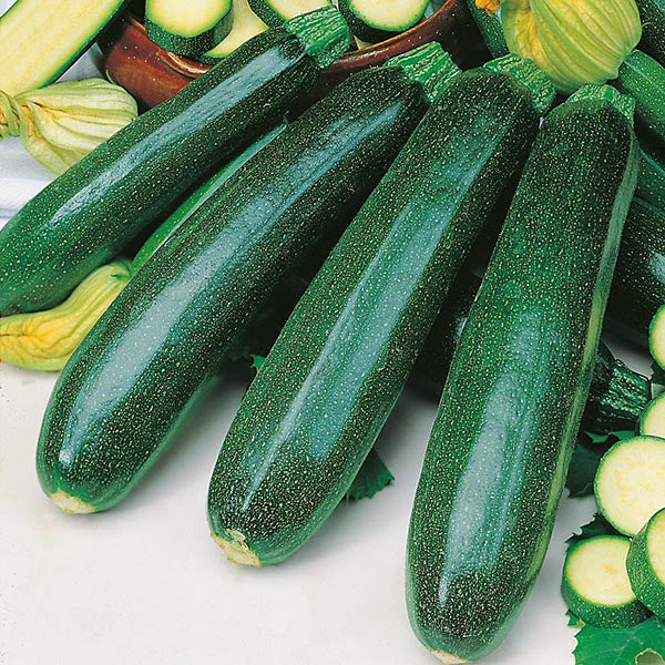 Zucchini " Green Titan " Exotic 10 Vegetable Seeds