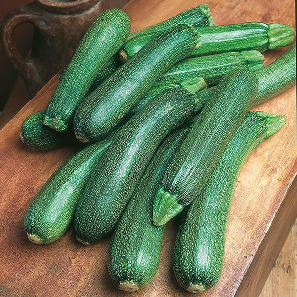 Zucchini " Patriot " Exotic 10 Vegetable Seeds