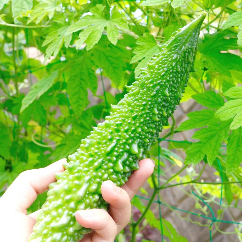 Bittergourd " Spartan " Exotic 10 Vegetable Seeds