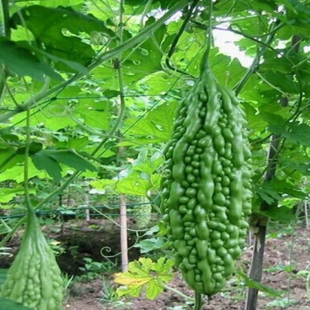 Bittergourd " Swastik " Exotic 10 Vegetable Seeds