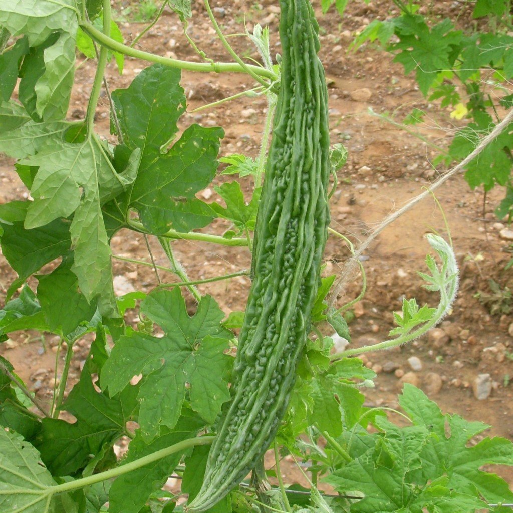 Bittergourd " Jhalri " Exotic 10 Vegetable Seeds