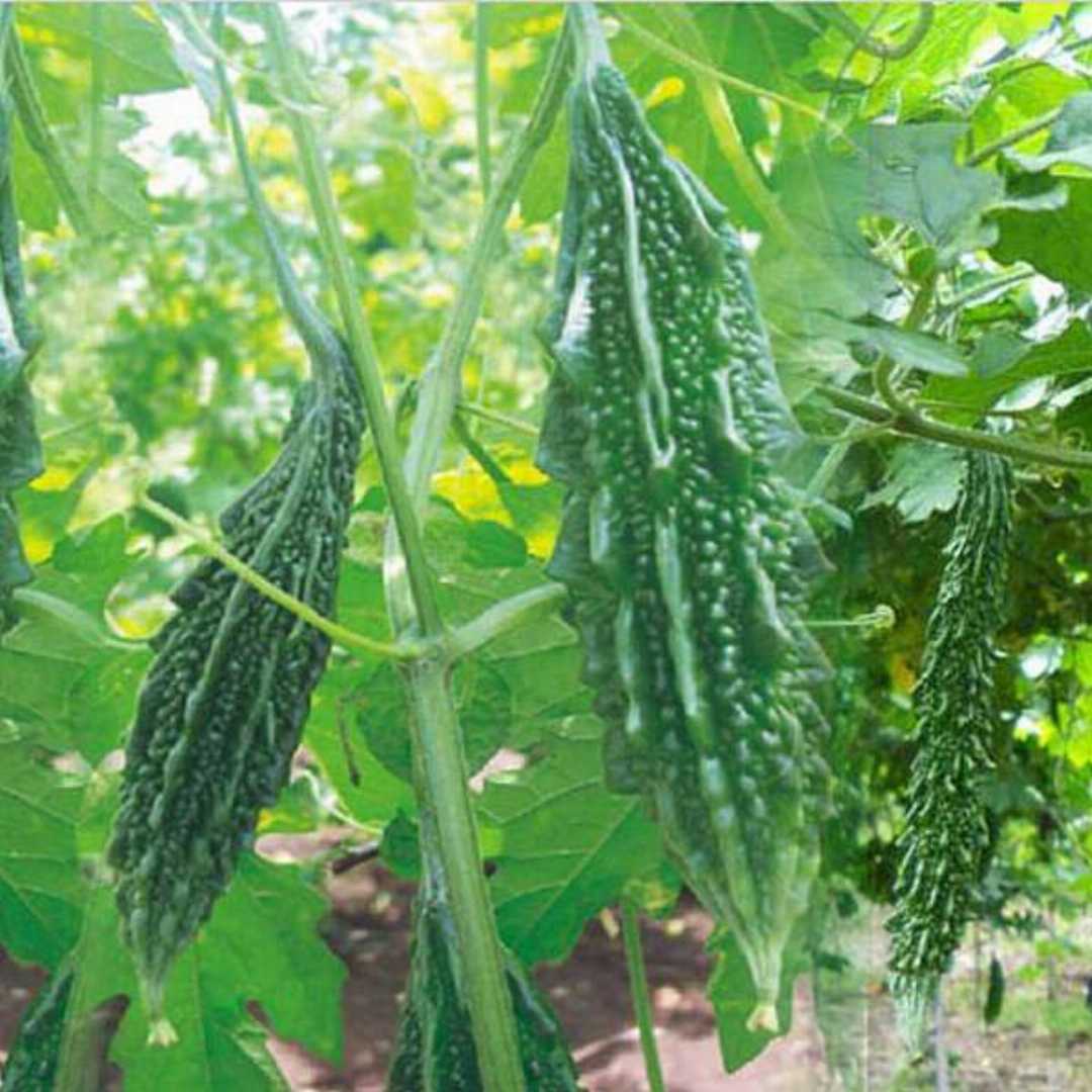 Bittergourd " Chu-Chu 415 " Exotic 10 Vegetable Seeds
