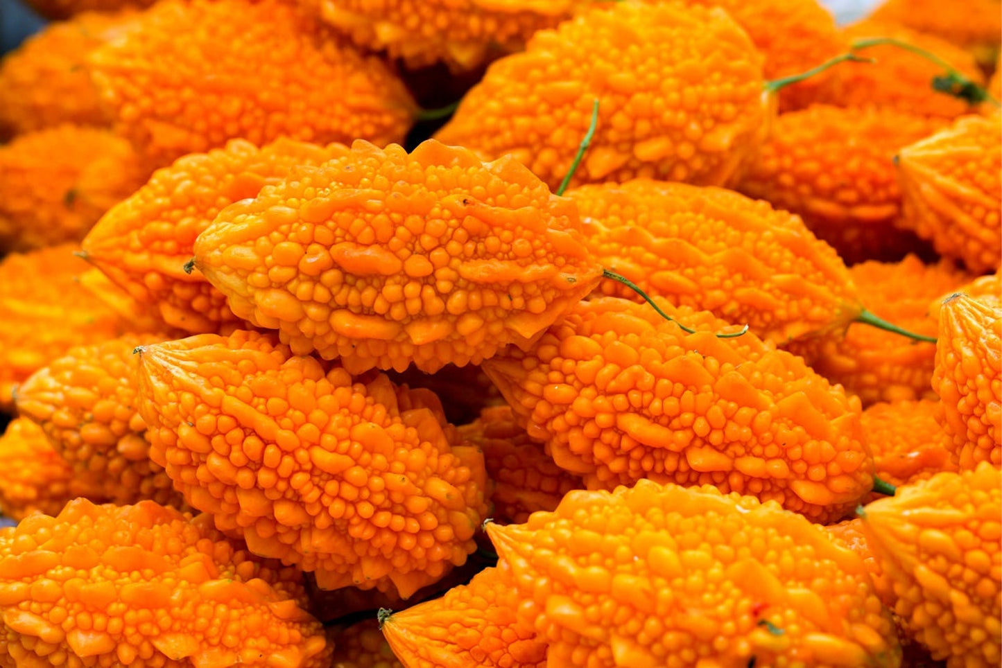 Bittergourd " Bitter King " Exotic 10 Vegetable Seeds