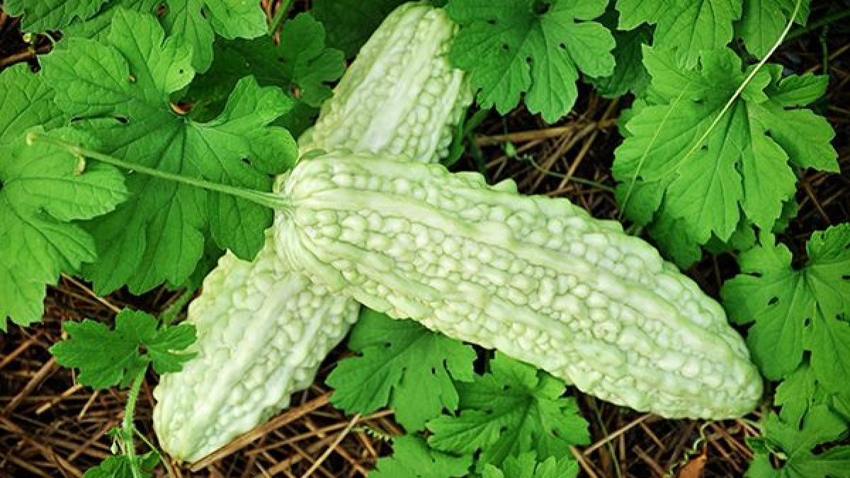 Bittergourd " White Long " Exotic 10 Vegetable Seeds