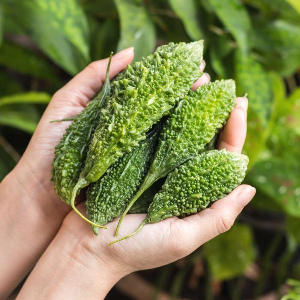 Bittergourd " Small Beauty " Exotic 10 Vegetable Seeds