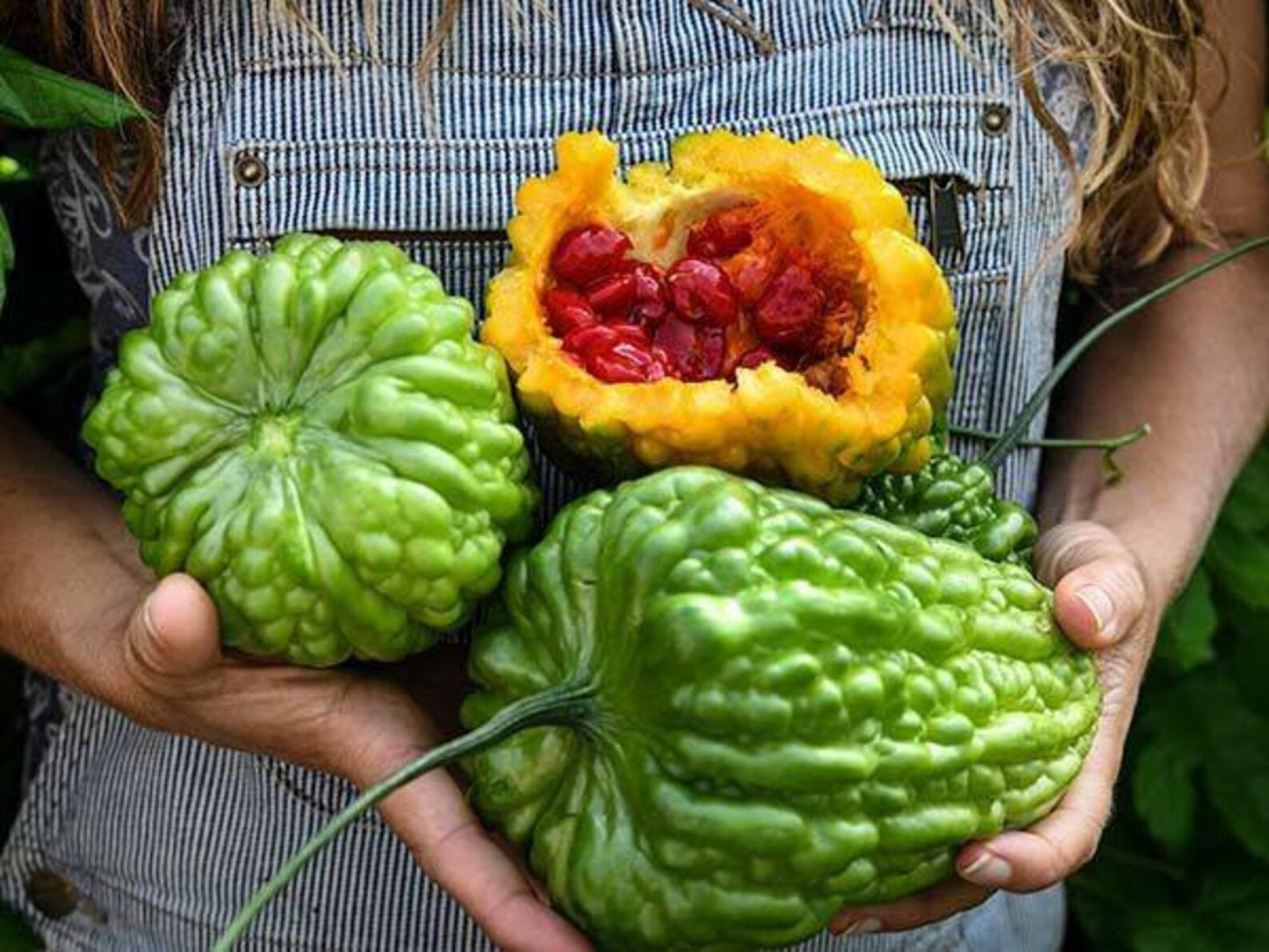 Bittergourd " Big Top " Exotic 10 Vegetable Seeds