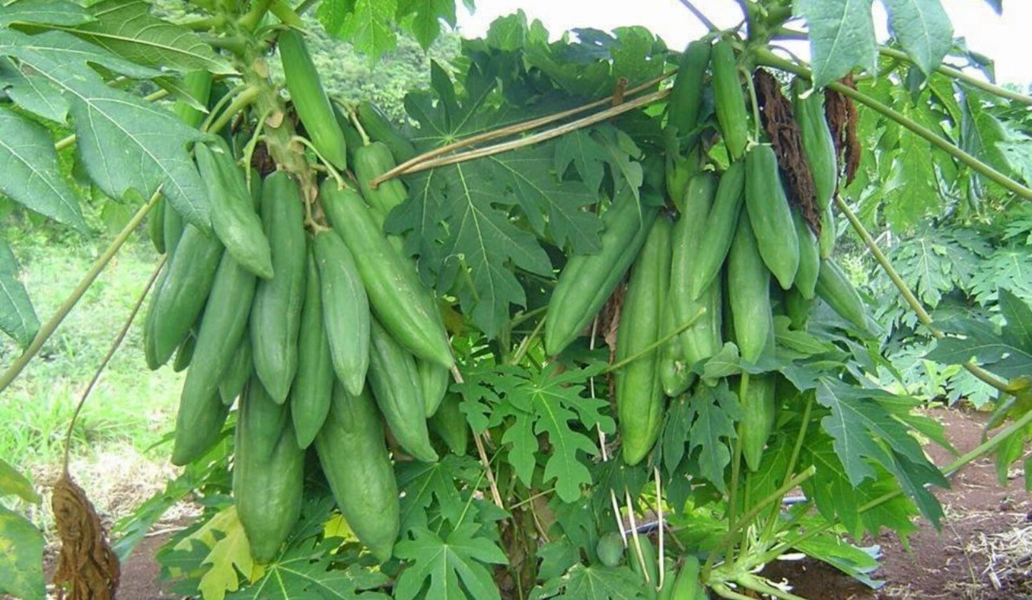 Papaya " Dwarf Long " Exotic 15 Fruit Seeds