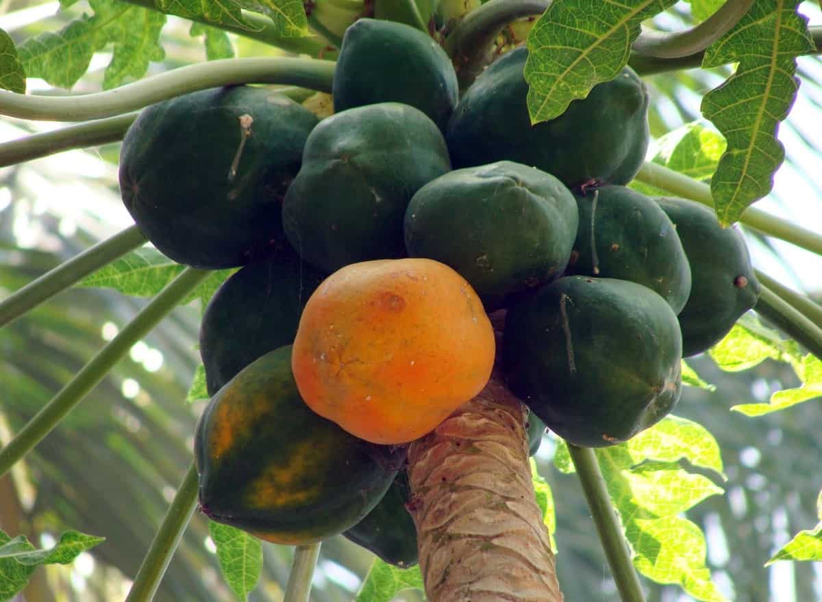 Papaya " Coorg Honey Dew " Exotic 15 Fruit Seeds
