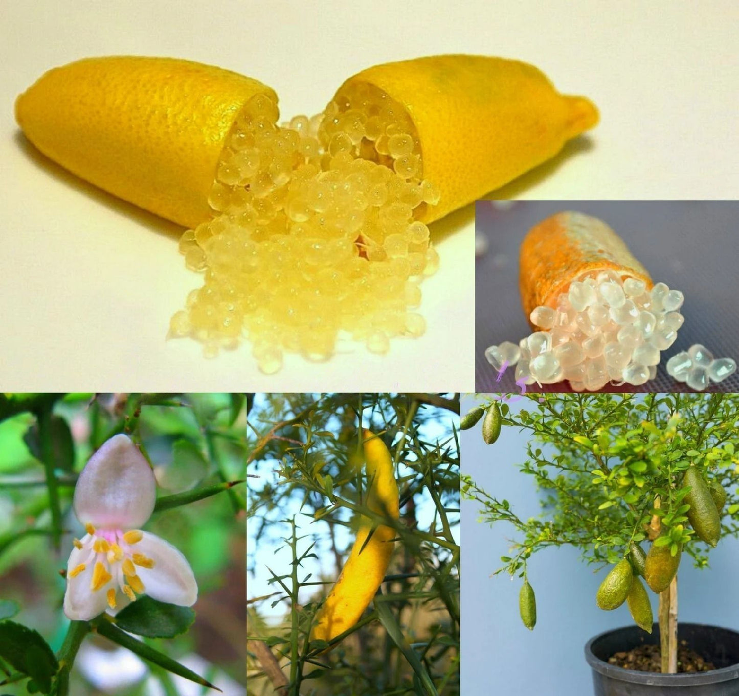 Lemon " Australian Finger Lemon " Exotic 10 Fruit Seeds
