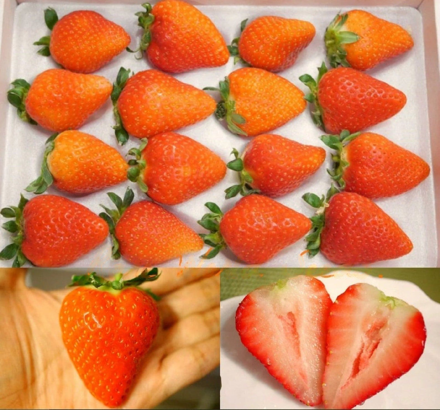 Strawberry " Shojo No Kokoro " Exotic 30 Fruit Seeds