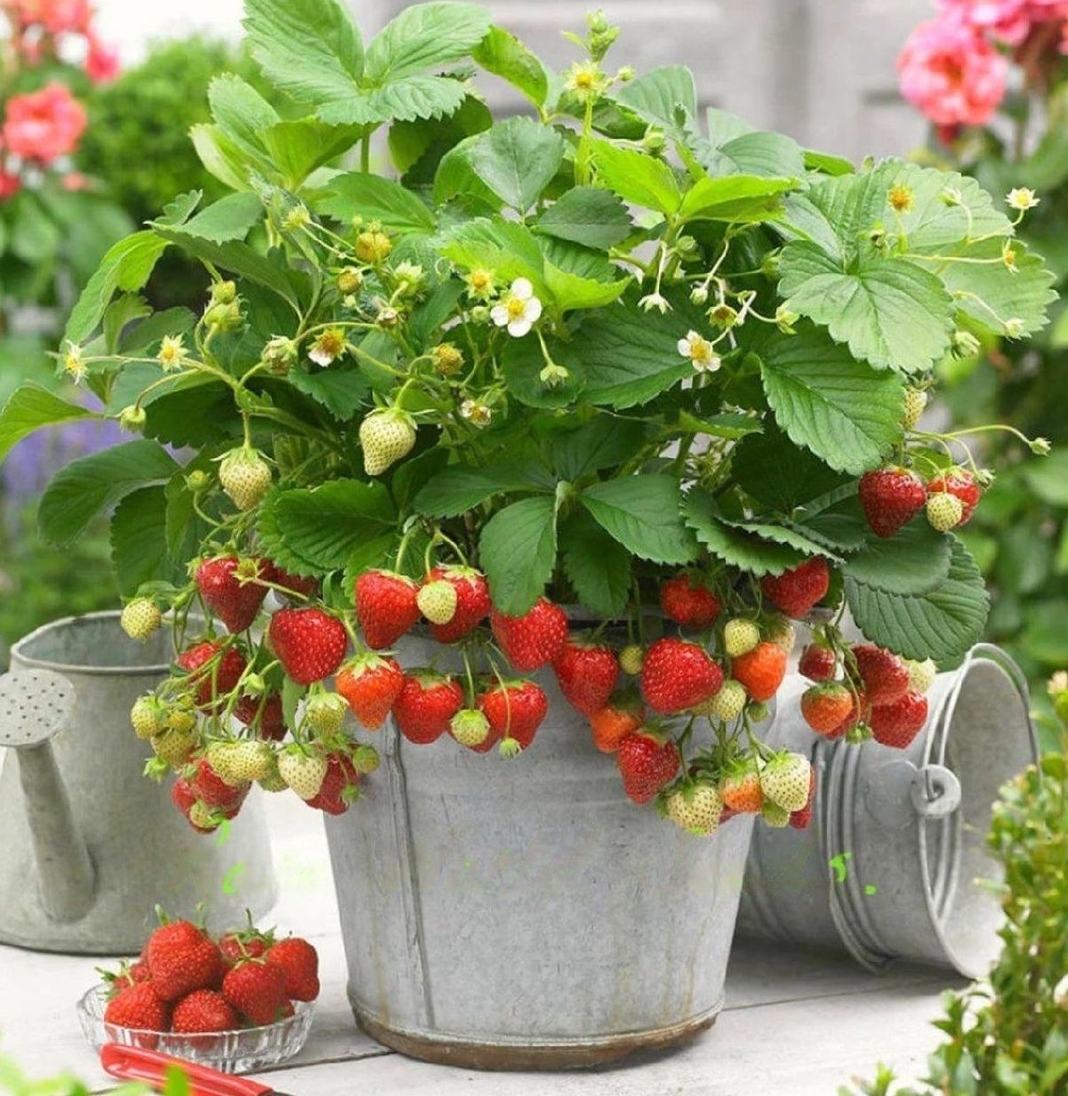 Strawberry " Delizz " Exotic 30 Fruit Seeds