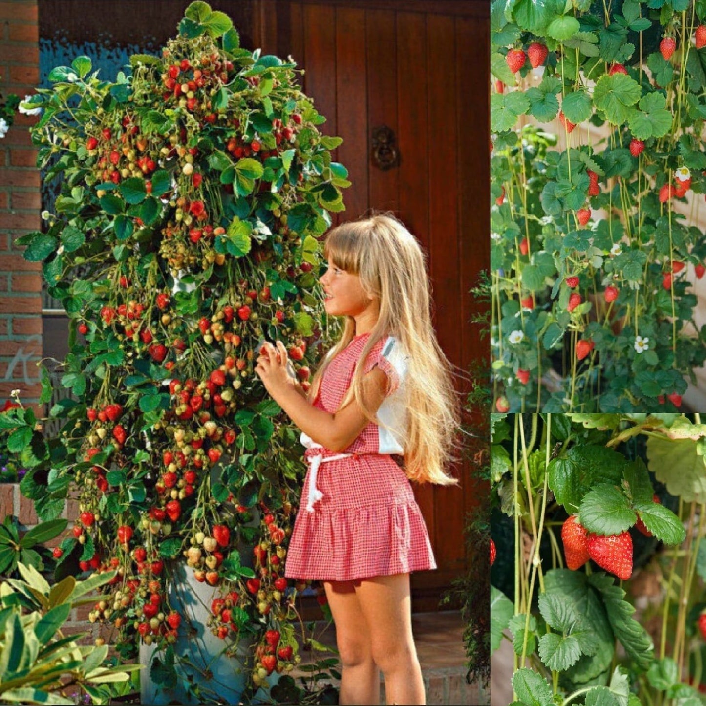Strawberry " Mount Everest " Exotic 30 Fruit Seeds