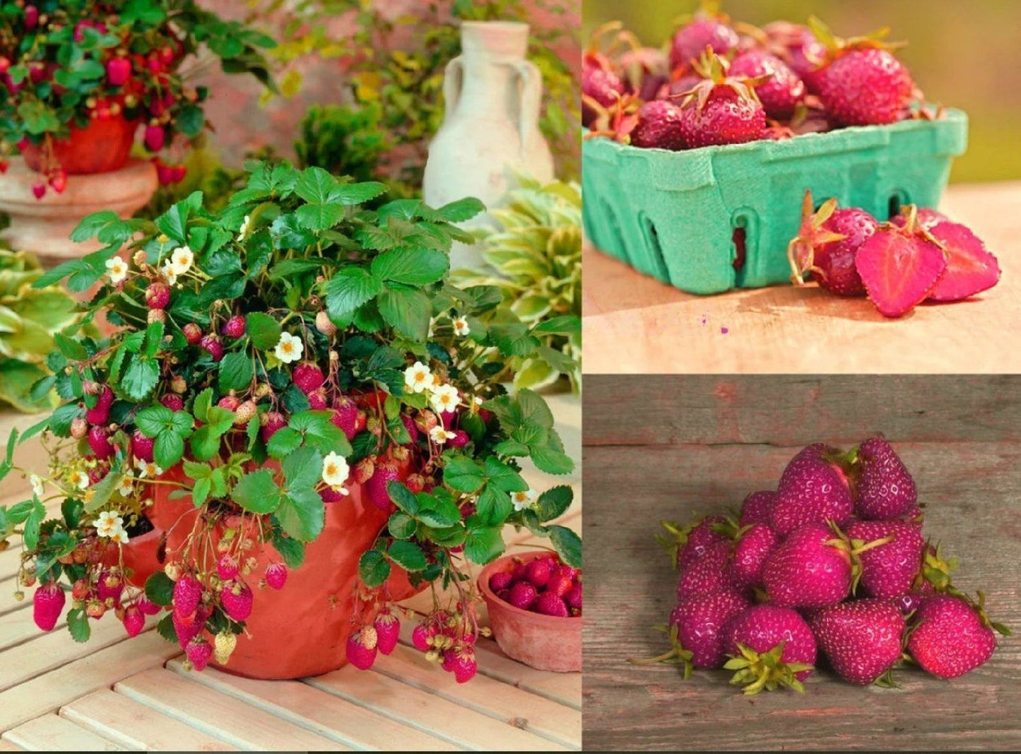 Strawberry " Purple Wonder " Exotic 30 Fruit Seeds