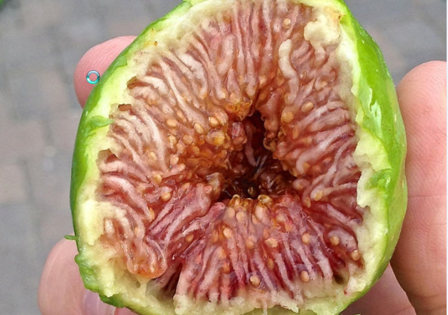 Fig " Desert King " Exotic 30 Fruit Seeds