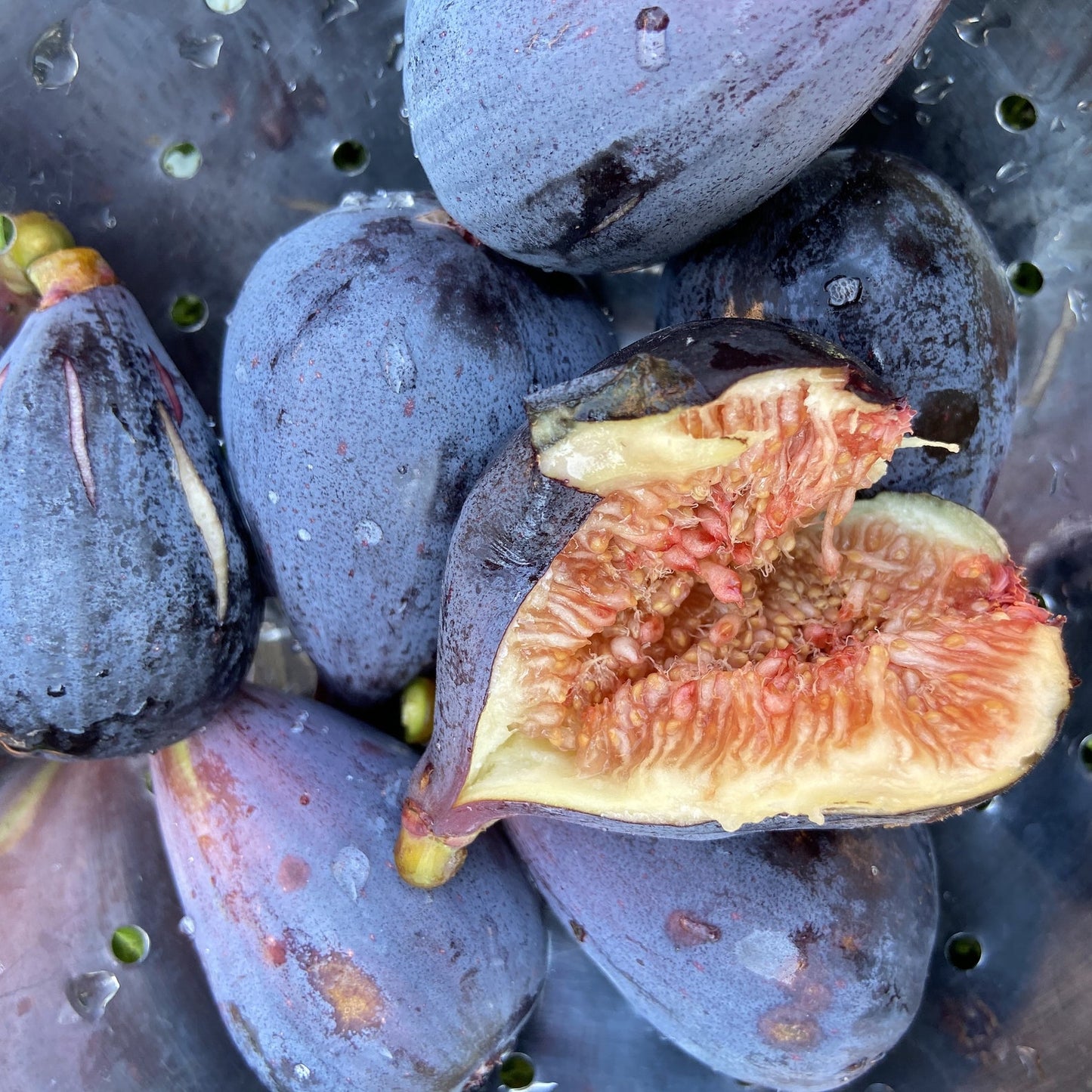 Fig " Black Mission " Exotic 30 Fruit Seeds