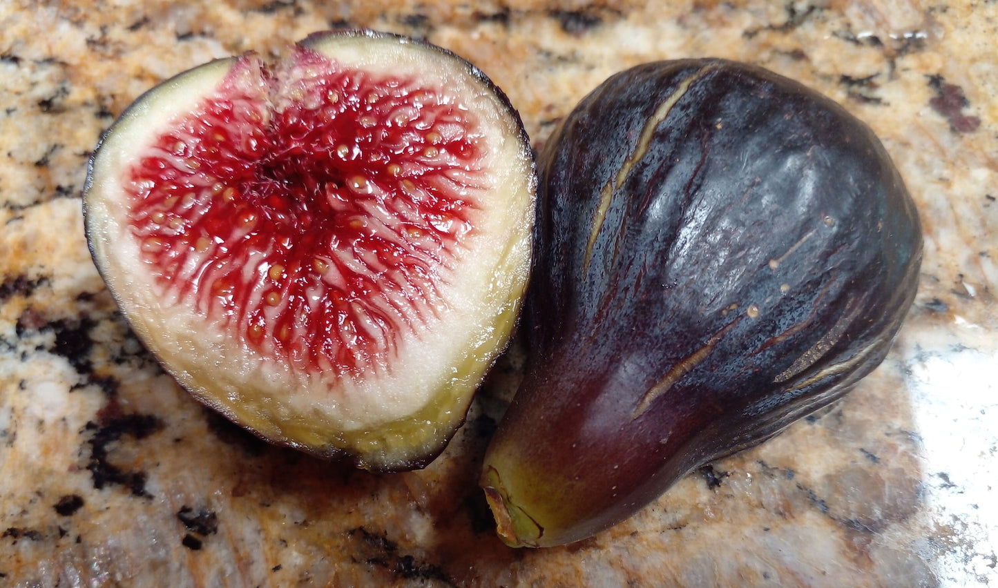 Fig " Black Madeira " Exotic 30 Fruit Seeds