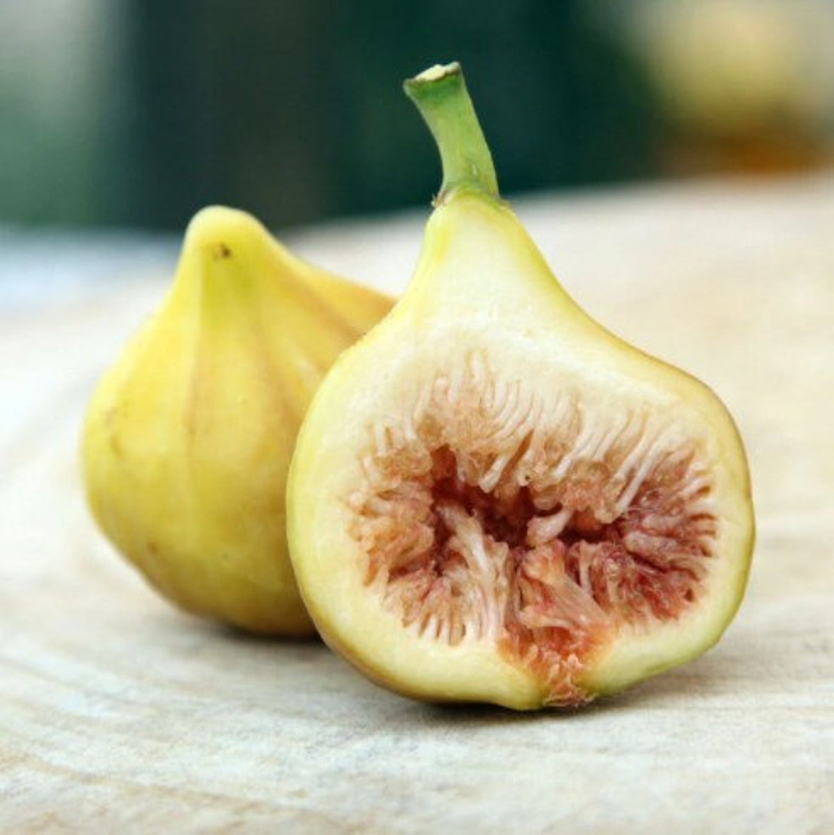 Fig " Gold " Exotic 30 Fruit Seeds