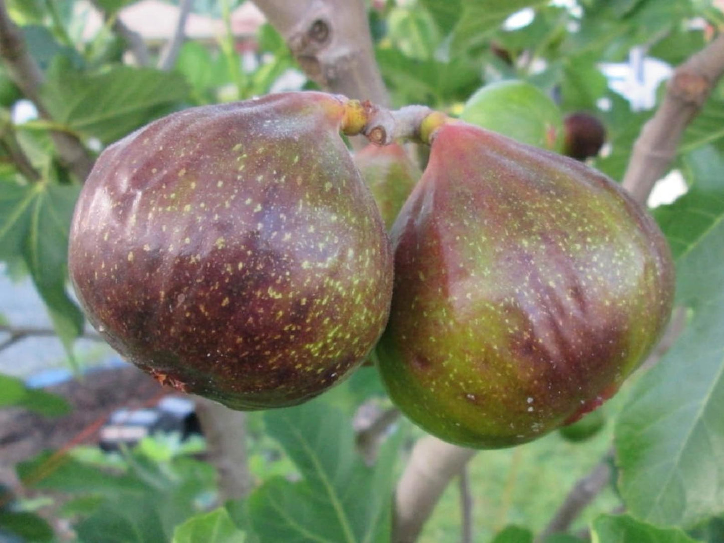 Fig " Olympian " Exotic 30 Fruit Seeds