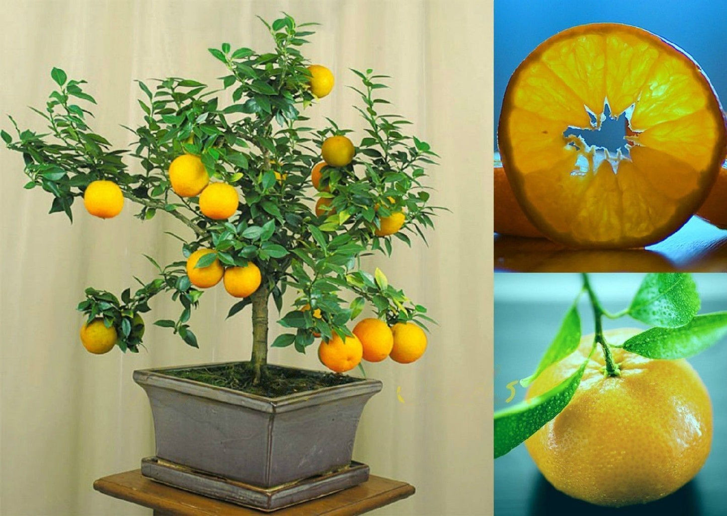 Orange " Myrtle Leaf " Exotic 10 Fruit Seeds