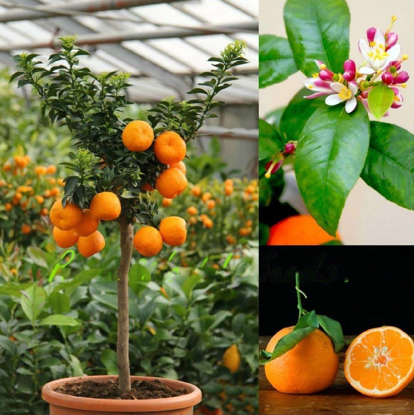 Orange " Rangpur Lime " Exotic 10 Fruit Seeds