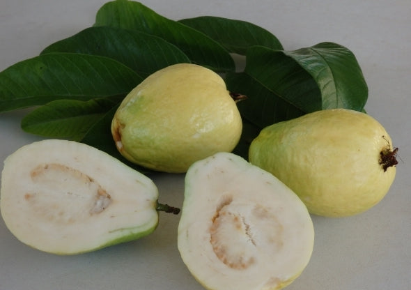 Guava " China Pear " Exotic 40 Fruit Seeds