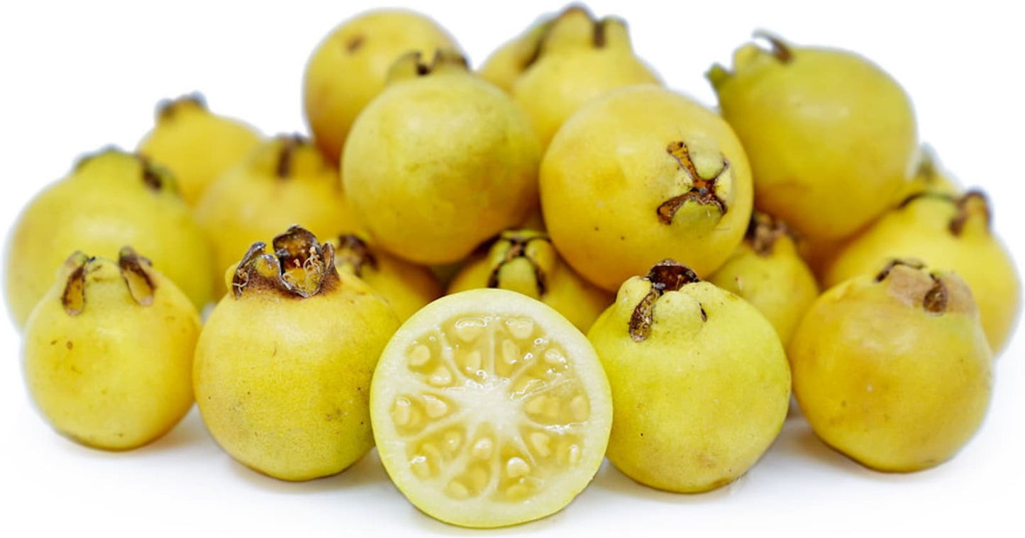 Guava " Lemon Guava " Exotic 40 Fruit Seeds