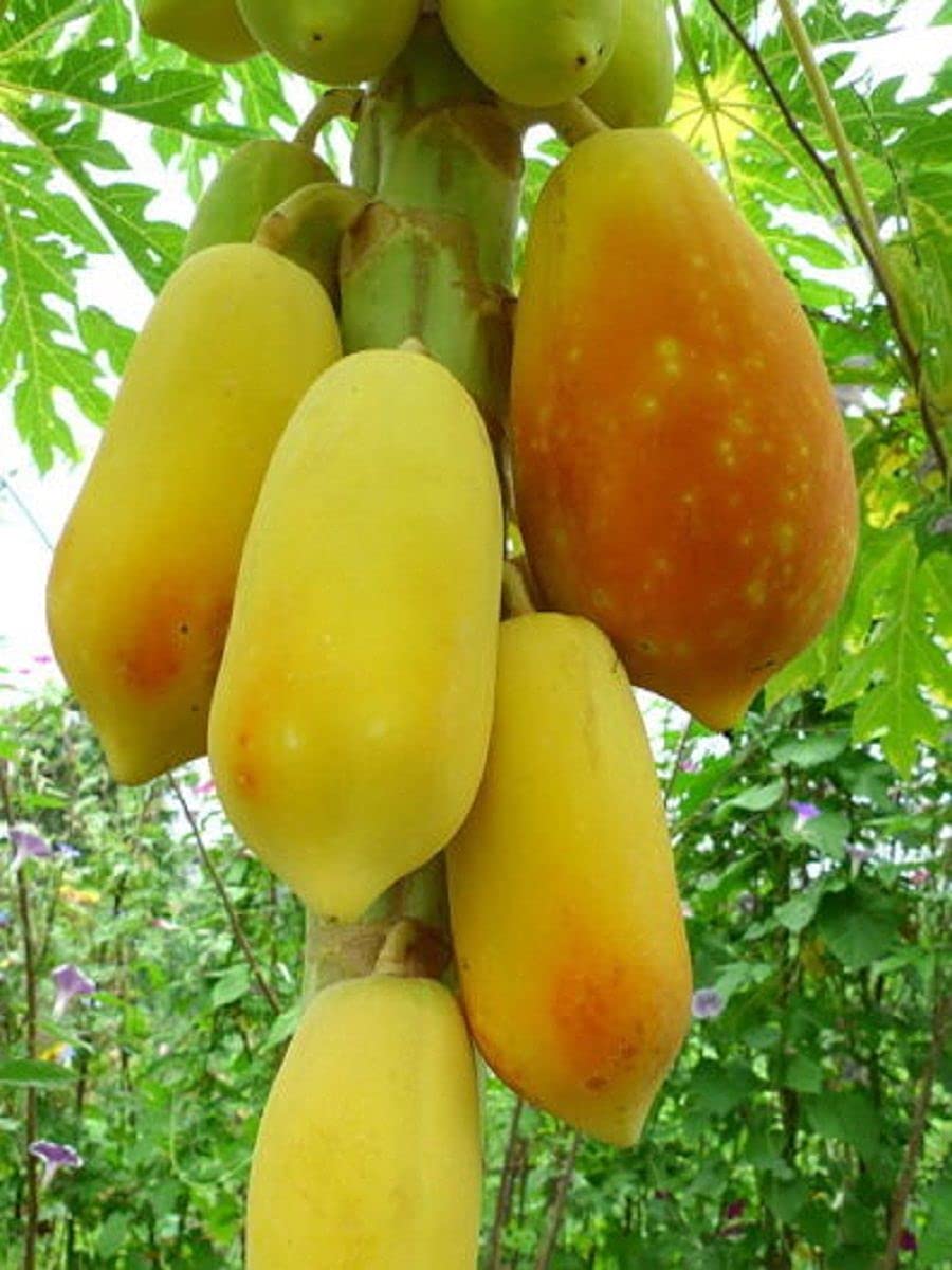 Papaya " Golden " Exotic 15 Fruit Seeds