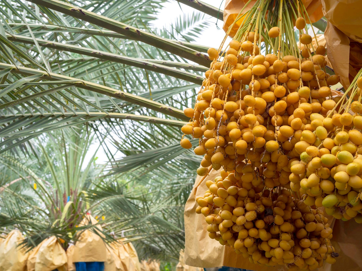 Dates " Golden Hybrid " Exotic 10 Fruit Seeds