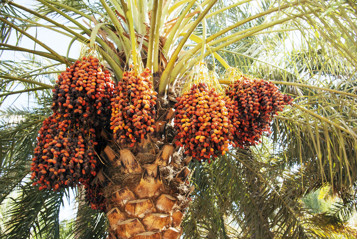 Dates " Medjool " Exotic 10 Fruit Seeds
