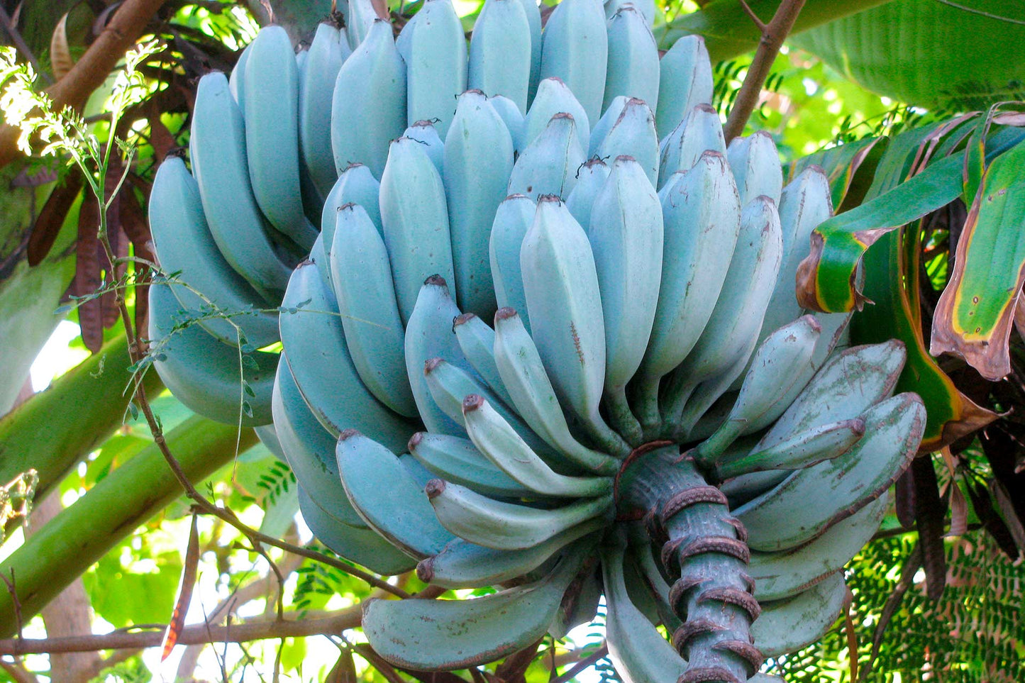 Banana " Blue Java " Exotic 10 Fruit Seeds