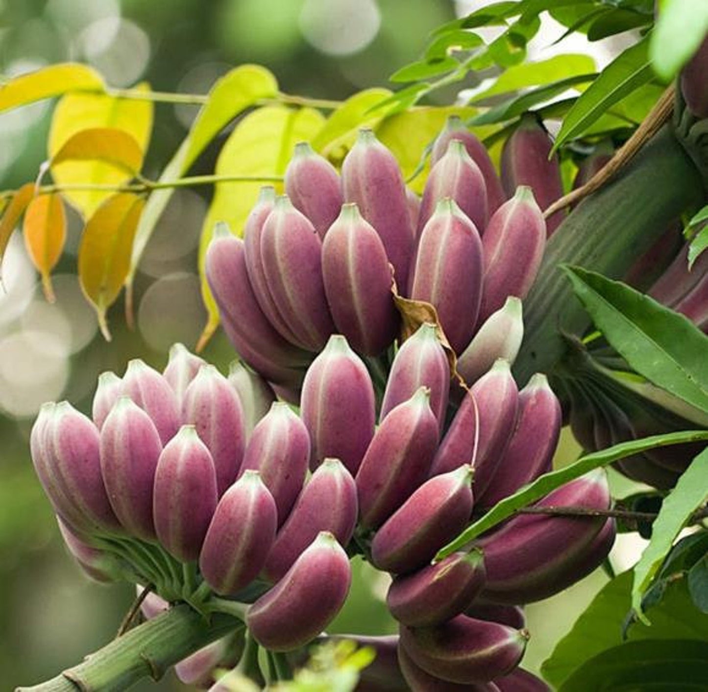 Banana " Burmese Blue " Exotic 10 Fruit Seeds