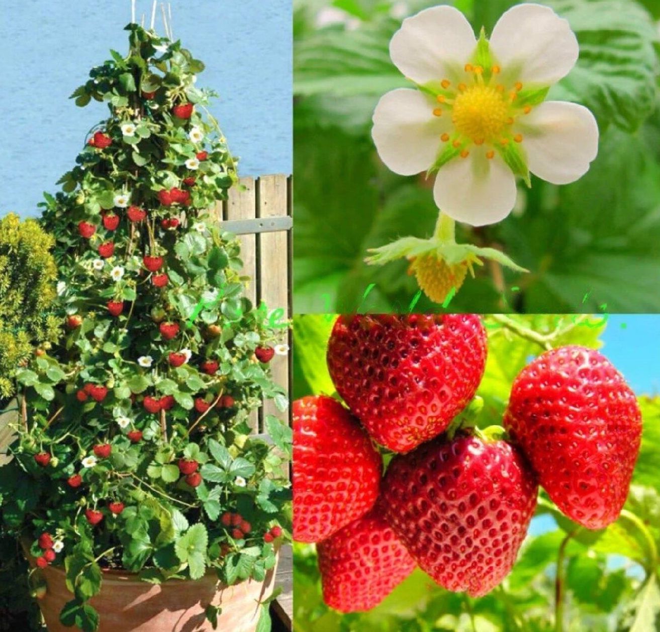Strawberry " Skyline " Exotic 30 Fruit Seeds