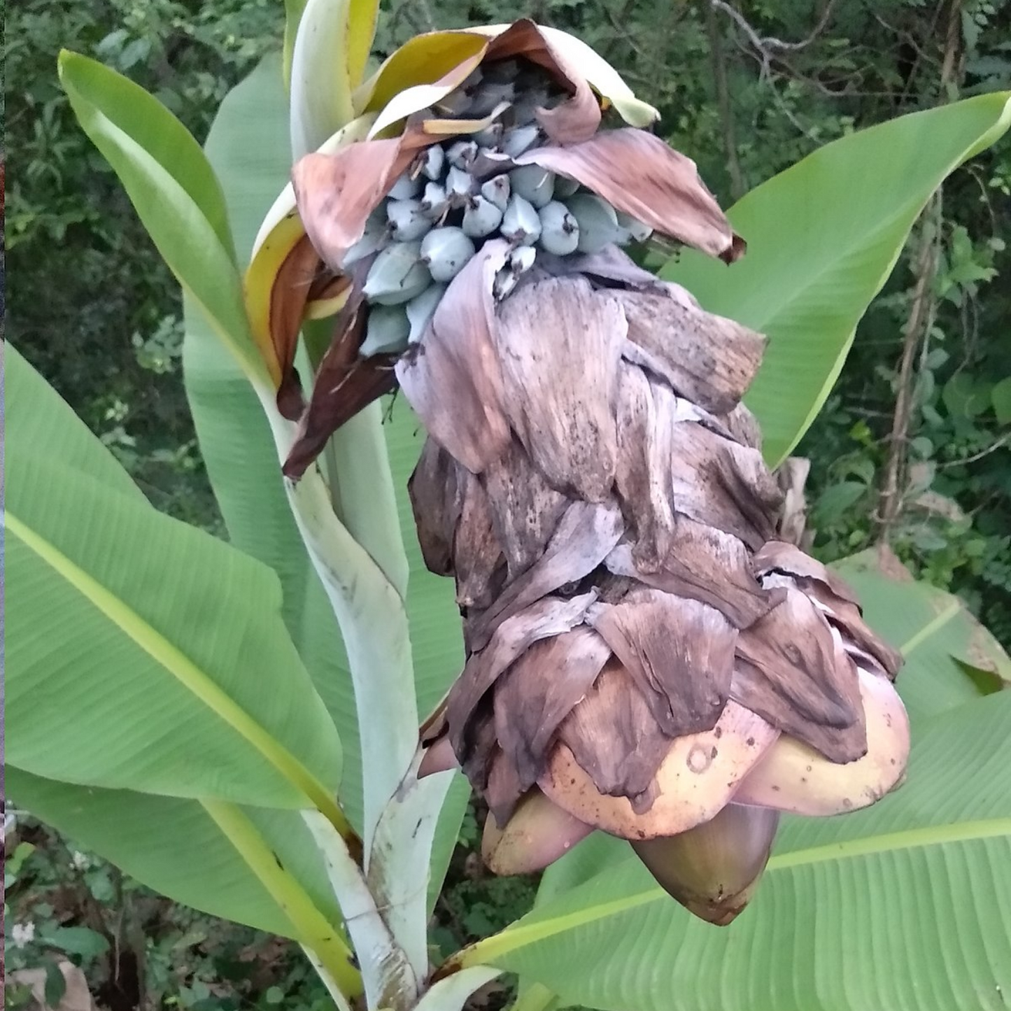 Banana " Wild Banana " Exotic 10 Fruit Seeds