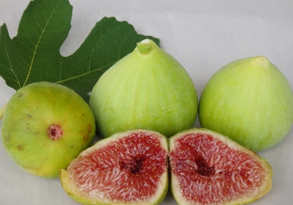 Fig " White Adriatic " Exotic 30 Fruit Seeds