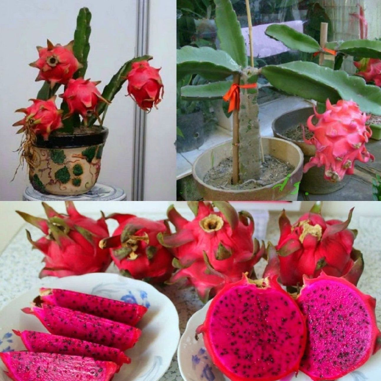 Dragon " Miniature Red " Exotic 30 Fruit Seeds