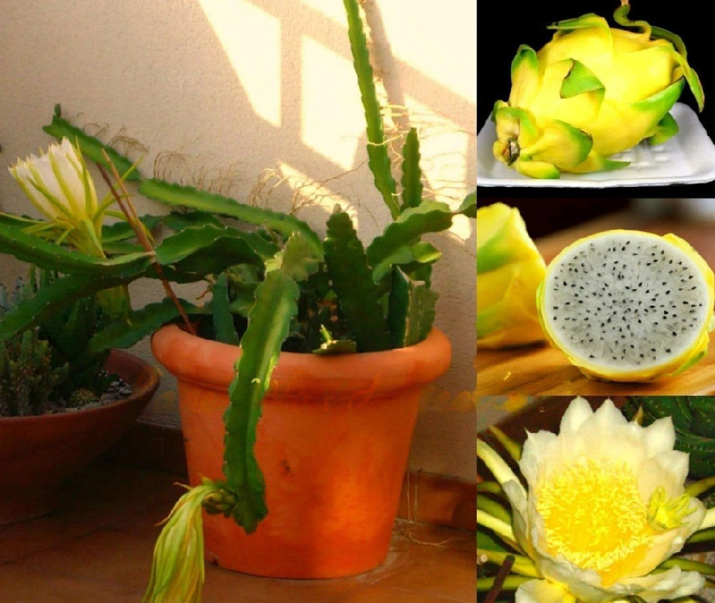 Dragon " Golden Dragon " Exotic 30 Fruit Seeds