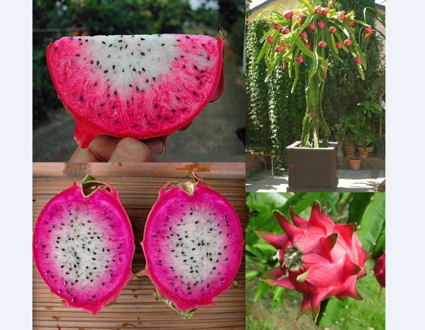 Dragon " Asunta 24 " Exotic 30 Fruit Seeds