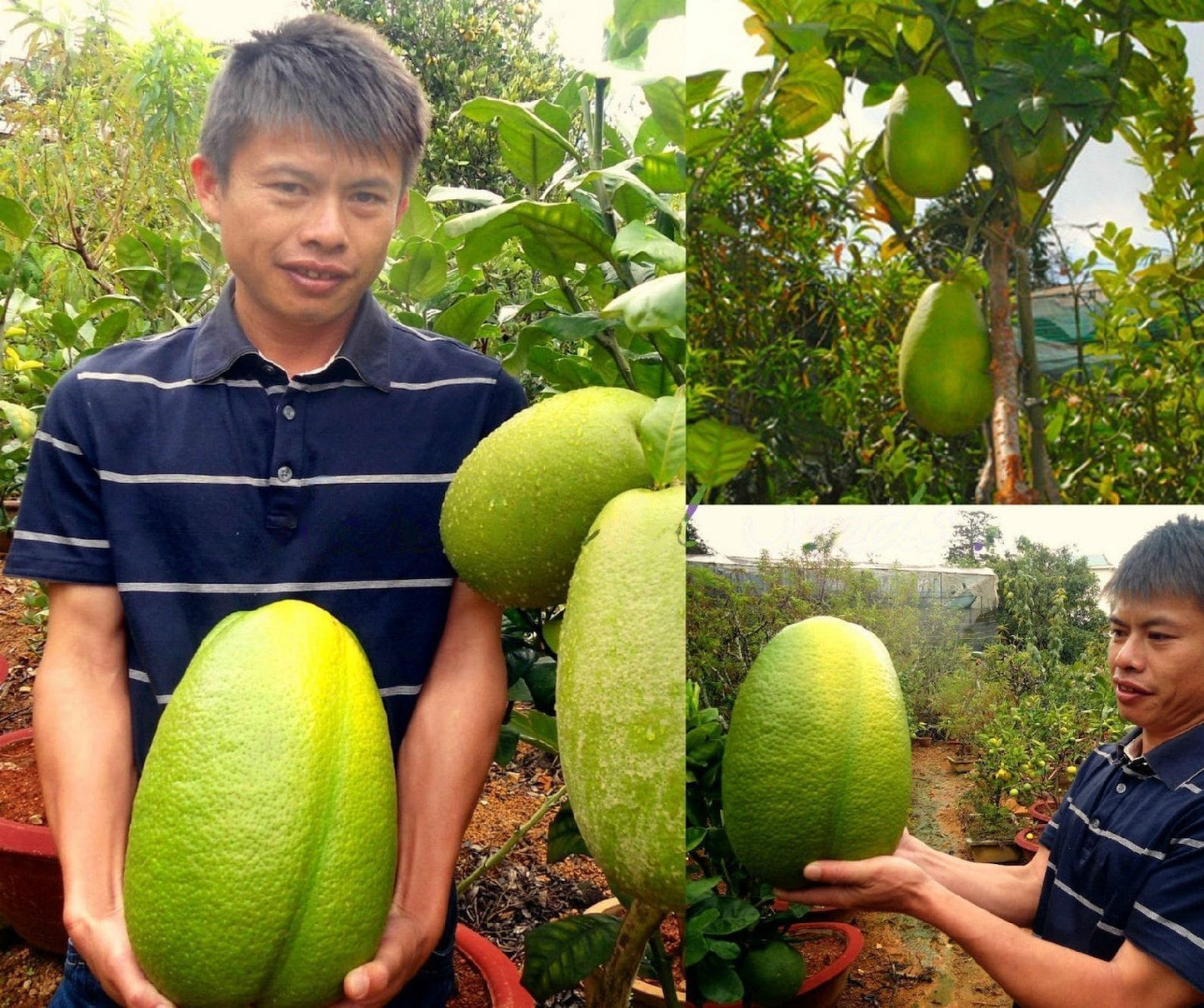 Lemon " Giant Lime " Exotic 10 Fruit Seeds