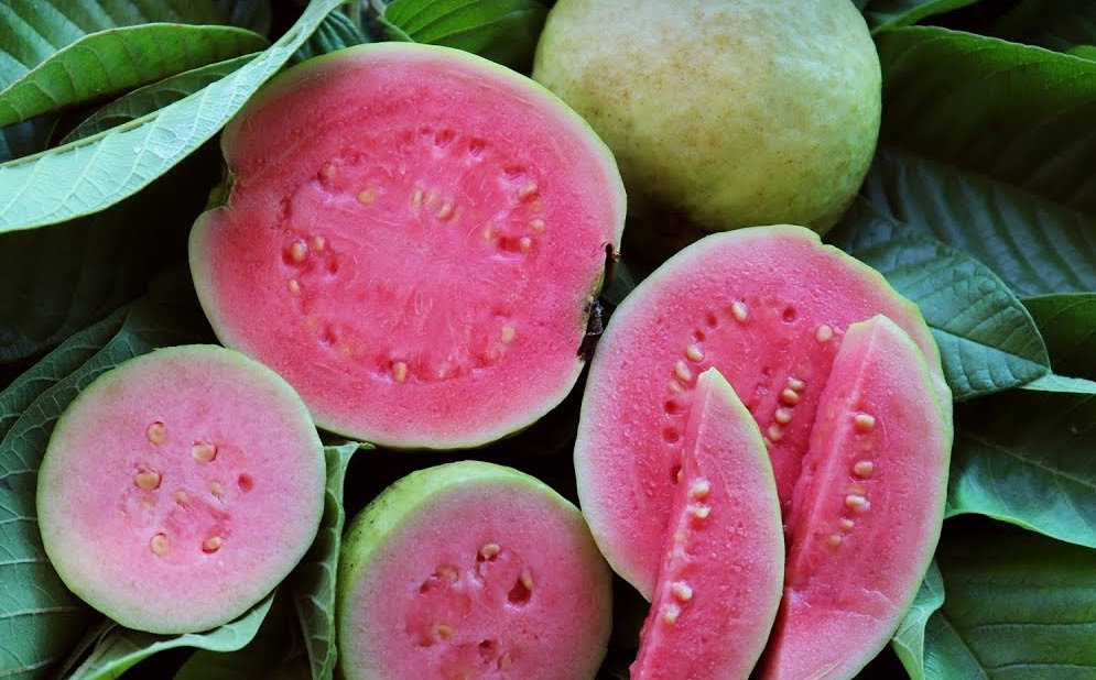 Guava " Arka Kiran " Exotic 40 Fruit Seeds