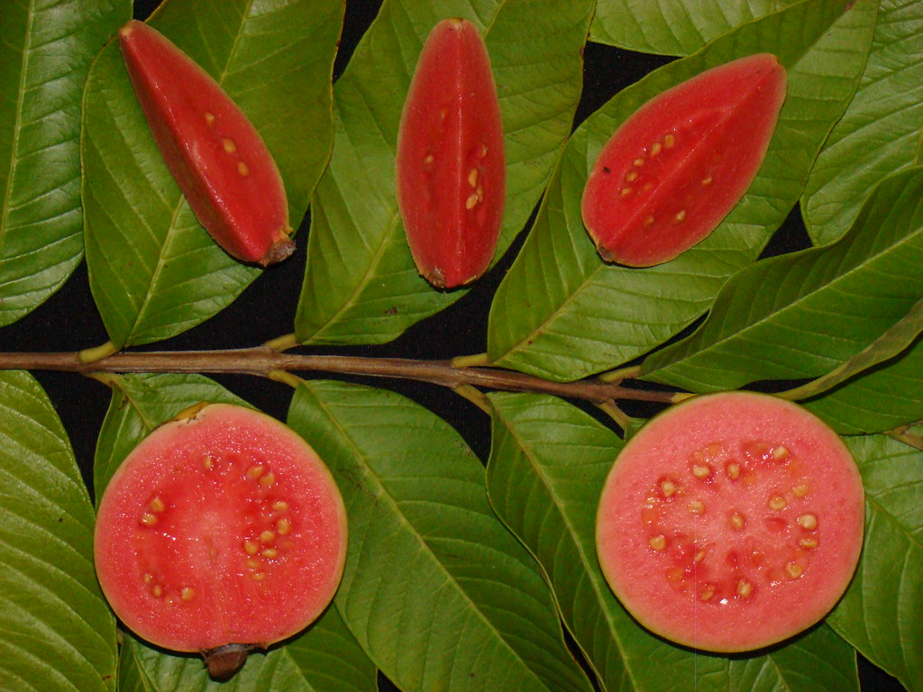 Guava " Ruby Supreme " Exotic 40 Fruit Seeds