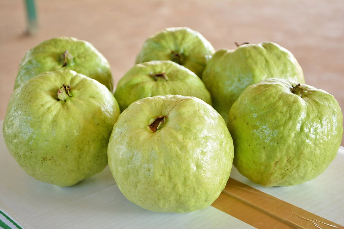 Guava " Thai Super " Exotic 40 Fruit Seeds