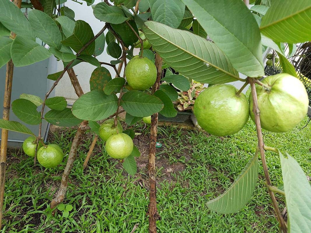 Guava " Arka Amulya " Exotic 40 Fruit Seeds