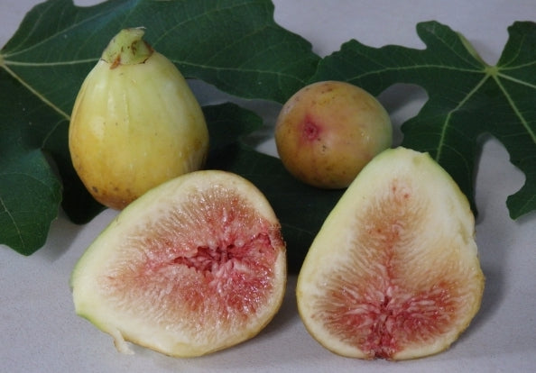 Fig " Dwarf " Exotic 30 Fruit Seeds