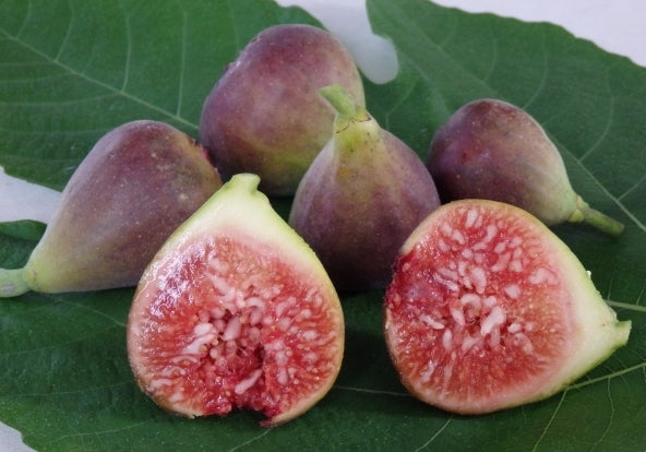 Fig " Blue Provence " Exotic 30 Fruit Seeds