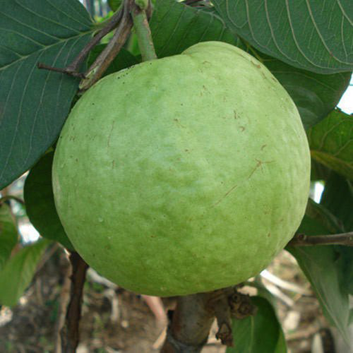 Guava " Khaja " Exotic 40 Fruit Seeds